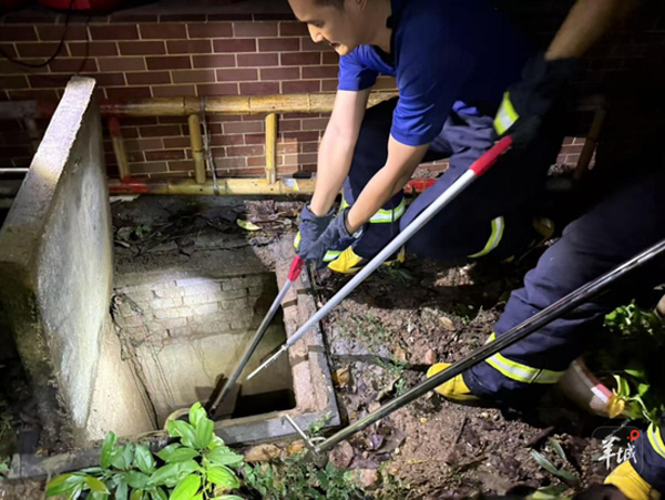 广州一小区蛇患频发,多方联动治理进行时!